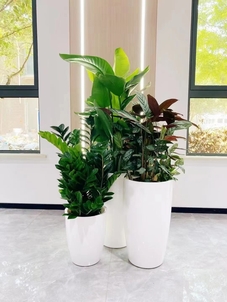 镇海花木租摆价格全解析，不容错过！